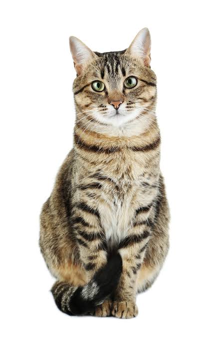Gatto tigrato seduto